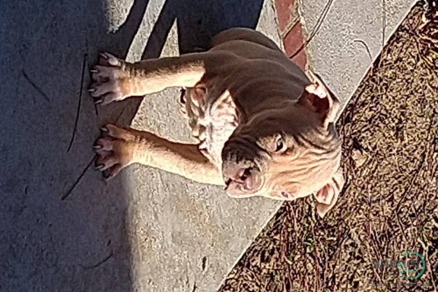 American XL bully, Bull Terrier
