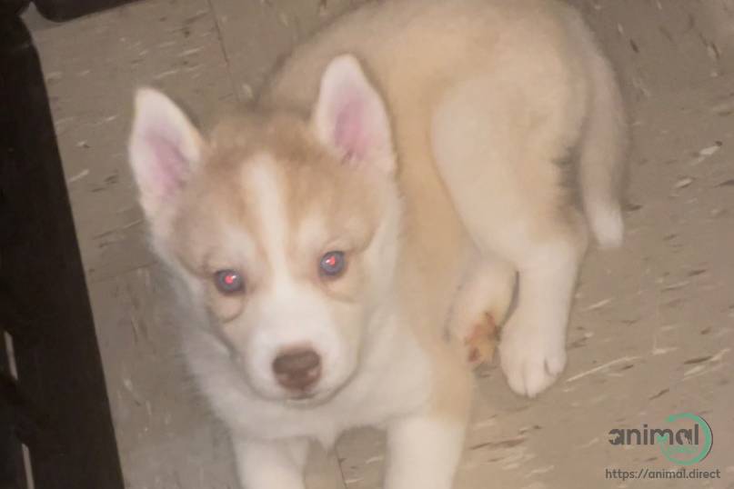 Siberian Husky Puppiy For Sale, Siberian Husky