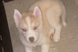 Siberian Husky Puppiy For Sale, Siberian Husky