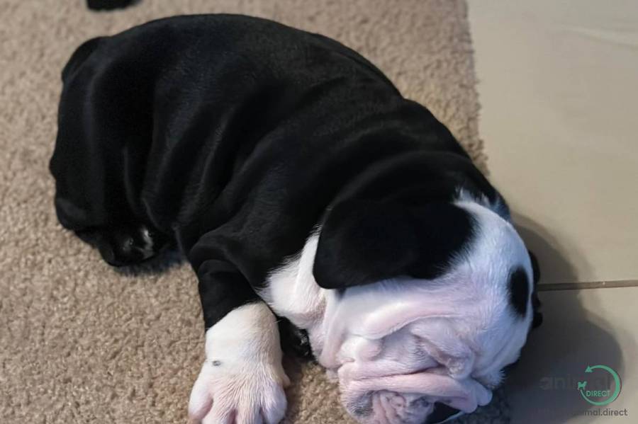 AKC Purebred Eng Bulldog Pup, Bulldog