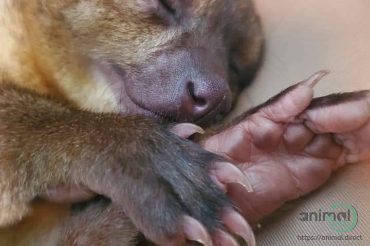 Kinkajou , Kinkajou