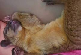Kinkajou , Kinkajou