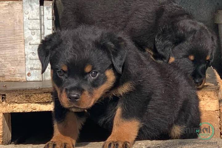 Arorable Rotweiler Boy and Gir, Rottweiler