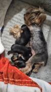 Puppies , Yorkshire Terrier