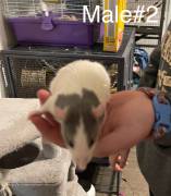 Fancy Rats need home ASAP, Other Animals