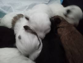 Maltese and Shih Tzu pups born, Mixed Breed