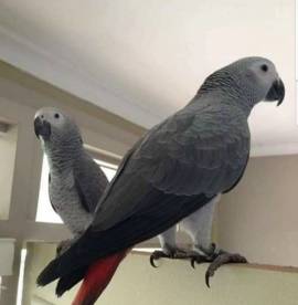 Bonded African Grey Parrots   , African Grey