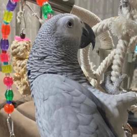 Bonded African Grey Parrots   , African Grey