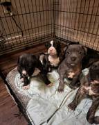 Pitbull Puppies, Pitbull Terrier