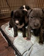 Pitbull Puppies, Pitbull Terrier