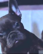 Blue Frenchie, French Bulldog