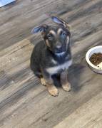 AKC German Shepherd Pups, German Shepherd