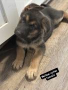 AKC German Shepherd Pups, German Shepherd