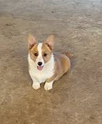 Pembroke Welch Corgi , Pembroke Welsh Corgi