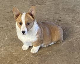 Pembroke Welch Corgi , Pembroke Welsh Corgi