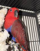 Baby Eclectus parrot, Eclectus Baby Eclectus parrot, Eclectus