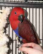 Baby Eclectus parrot, Eclectus Baby Eclectus parrot, Eclectus