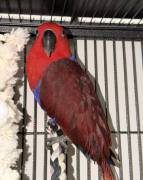 Baby Eclectus parrot, Eclectus