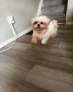 BELLA, Shih Tzu BELLA, Shih Tzu