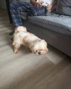 BELLA, Shih Tzu BELLA, Shih Tzu