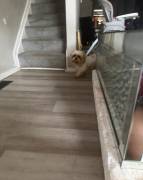 BELLA, Shih Tzu BELLA, Shih Tzu