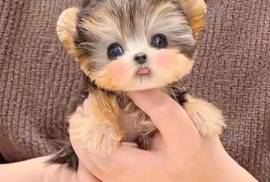 Yorkie puppies for sale, Yorkshire Terrier