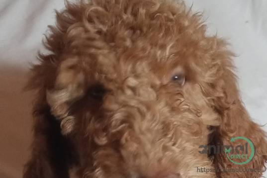 GOLDENDOODLE PUPPY, Golden Retriever