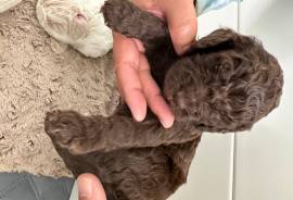4 weeks LABRADOODLE, Labrador Retriever