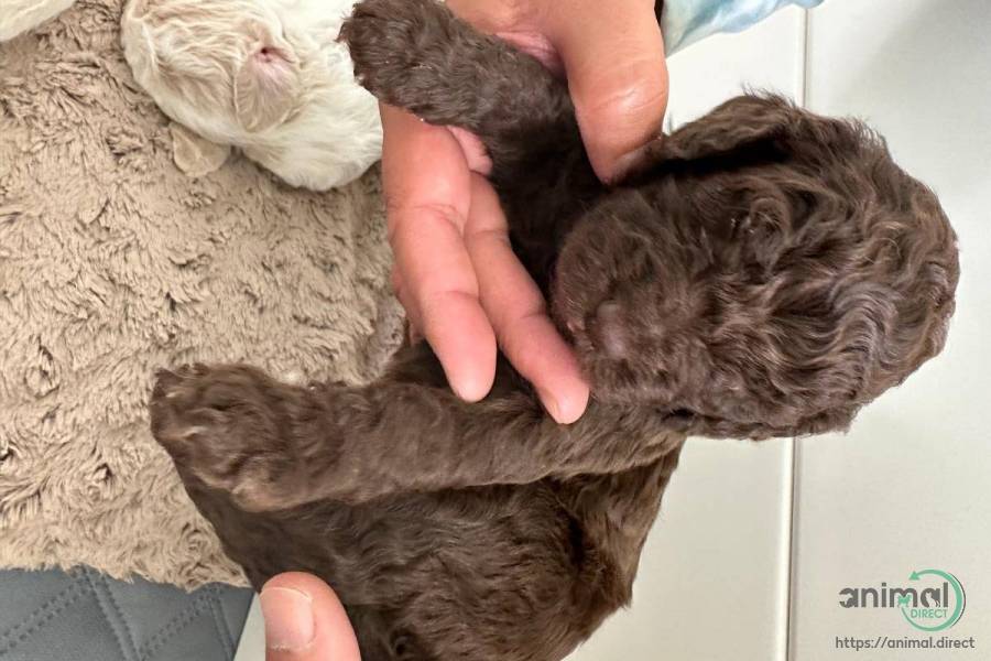 4 weeks LABRADOODLE, Labrador Retriever