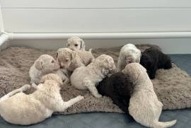4 weeks LABRADOODLE, Labrador Retriever