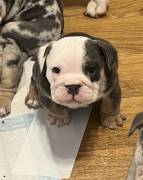 English Bulldogs, Bulldog