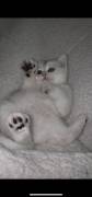 gorgous british shorthair male, British Shorthair