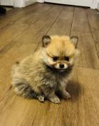 Pomeranian puppies, Pomeranian