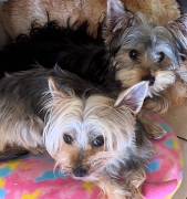 puppies, Yorkshire Terrier