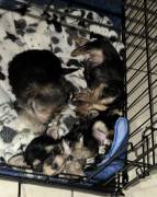 puppies, Yorkshire Terrier