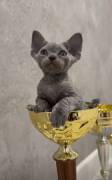 Devon Rex kittens for sale , Devon Rex