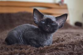 Devon Rex kittens for sale , Devon Rex