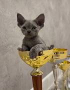 Devon Rex kittens for sale , Devon Rex