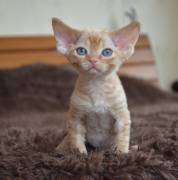 Devon Rex kittens for sale , Devon Rex