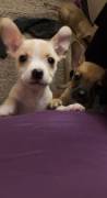 Chiweenie - Short Nose Terrier, Mixed Breed