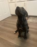 puppy for sale, Cane Corso