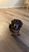 mini Dachshund , Dachshund