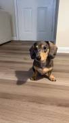 mini Dachshund , Dachshund mini Dachshund , Dachshund