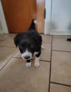 Adorable Aussiedoodles puppies, Mixed Breed