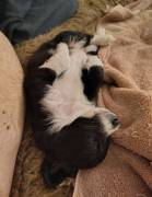 Adorable Aussiedoodles puppies, Mixed Breed