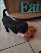 Adorable Aussiedoodles puppies, Mixed Breed