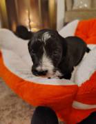 Adorable Aussiedoodles puppies, Mixed Breed