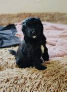 Adorable Aussiedoodles puppies, Mixed Breed
