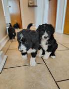 Adorable Aussiedoodles puppies, Mixed Breed