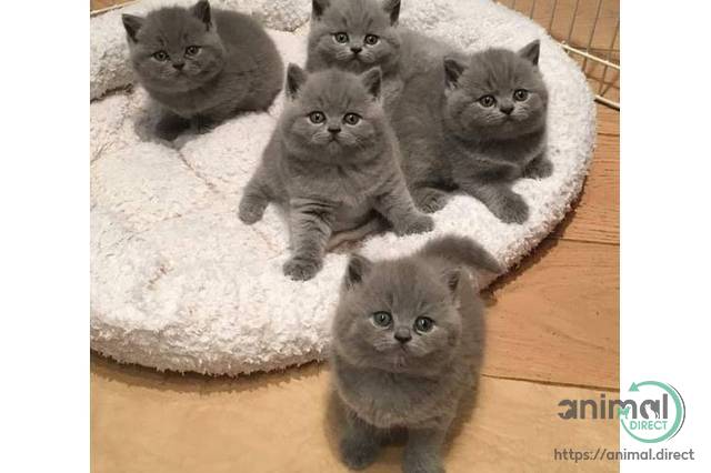 British shorthair kittens, British Shorthair